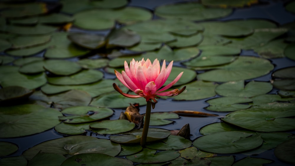 a pink flower sitting on top of a green lily pad