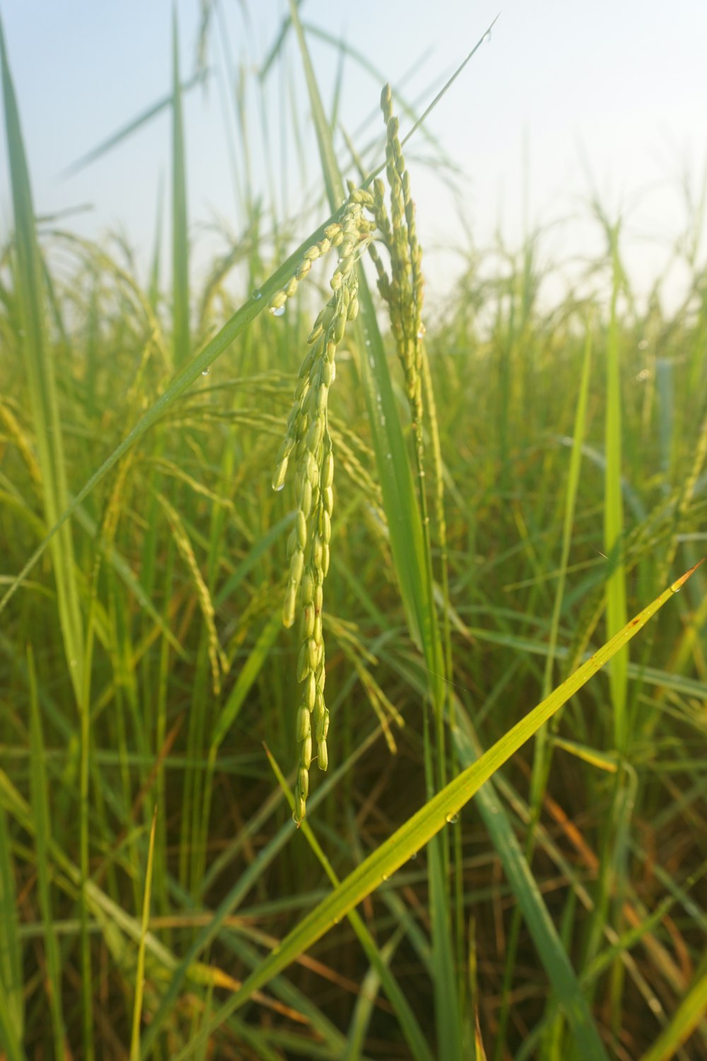 a close up of a green plant in a field