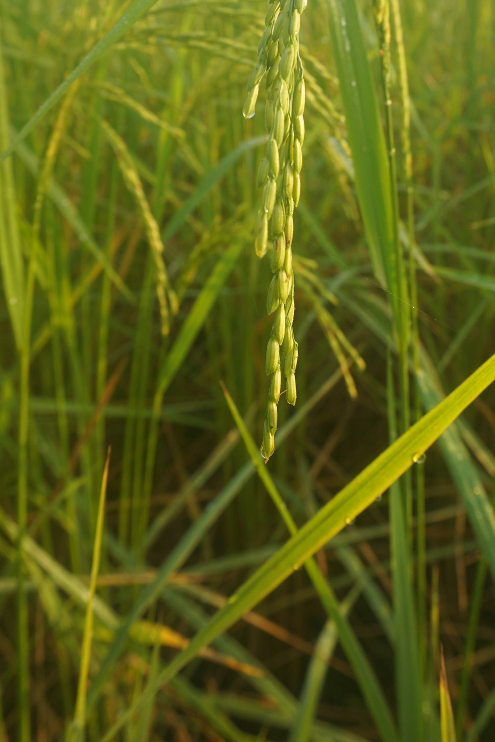 a close up of a plant in a field