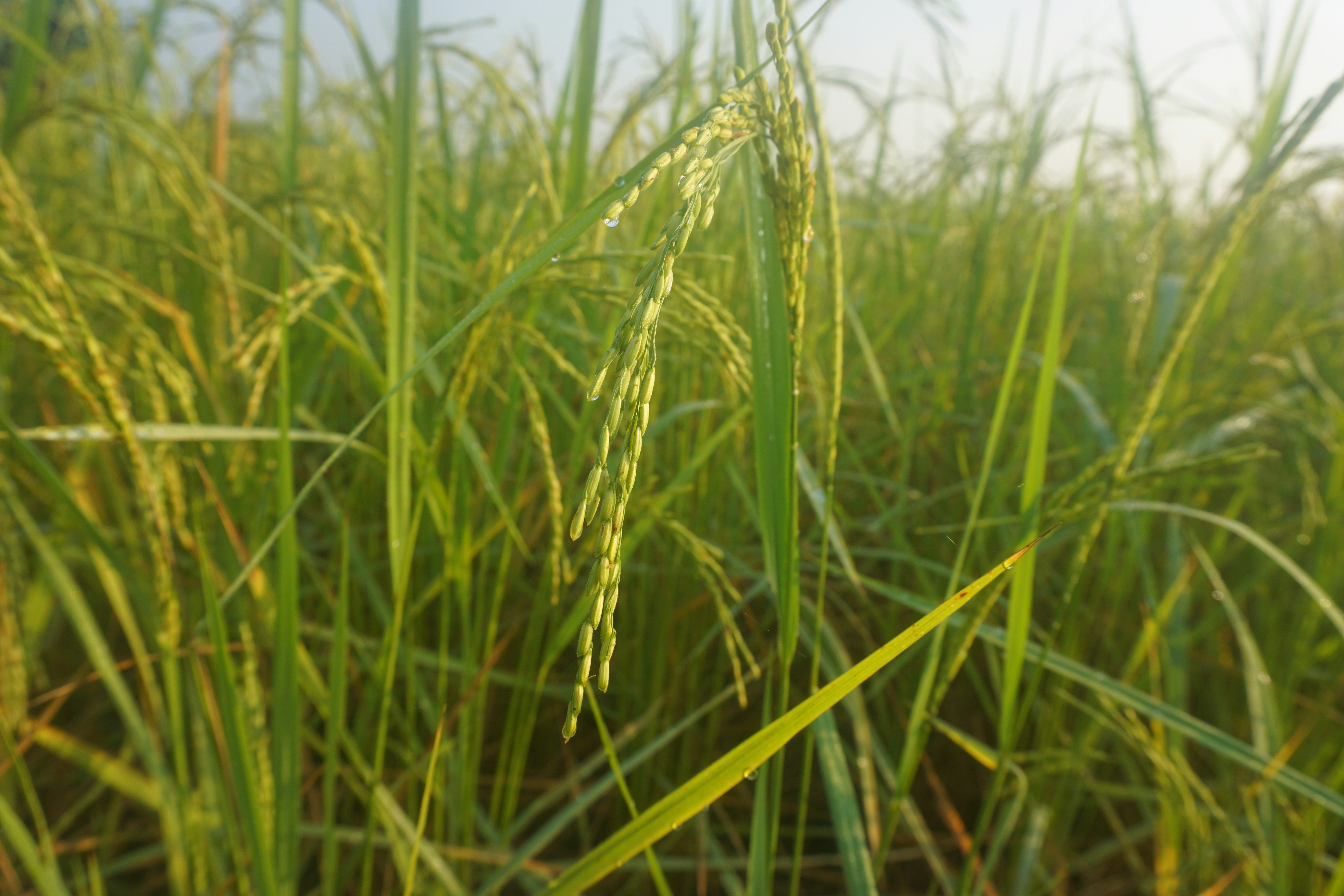 Tapping into Wellness 's image