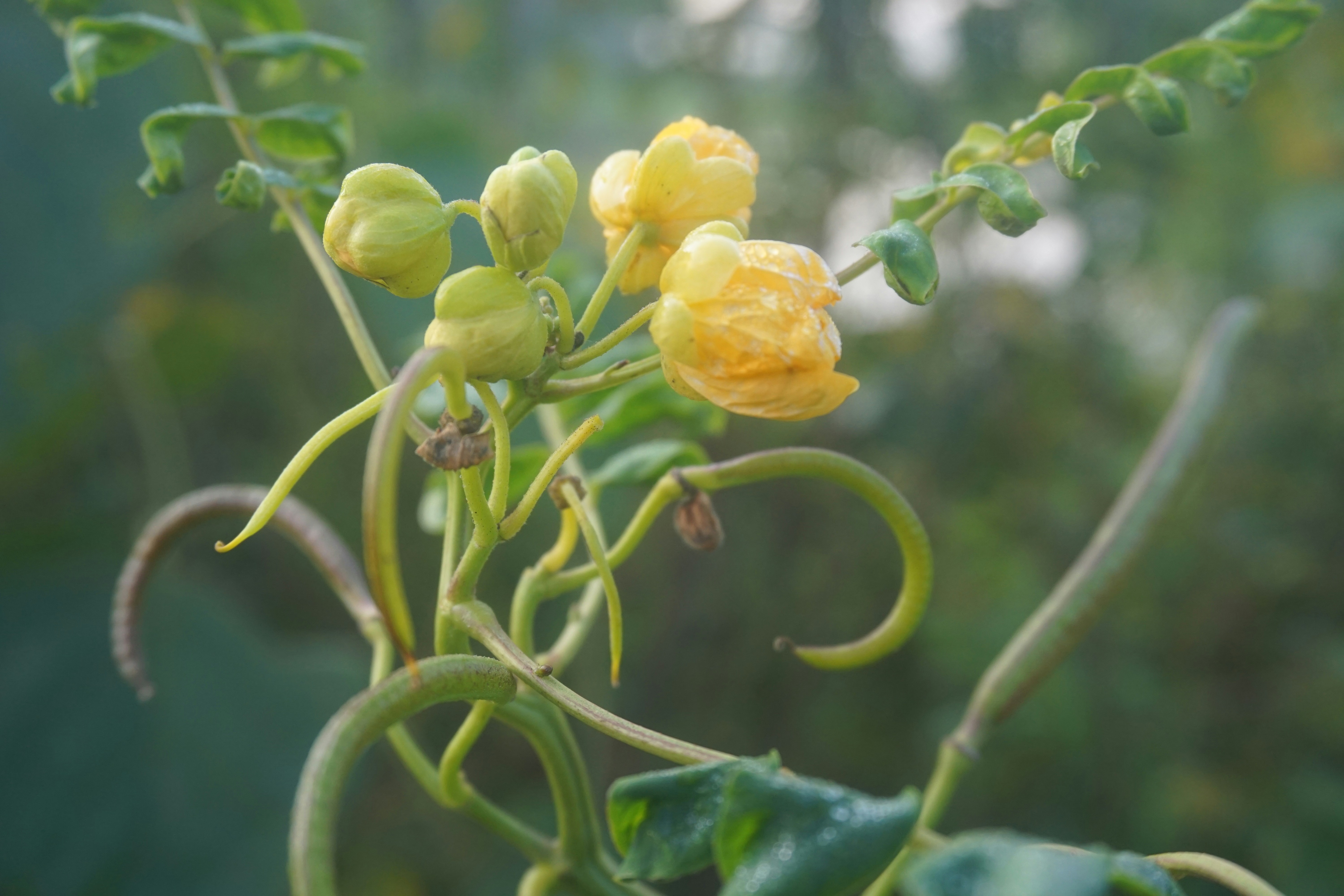 a close up of a plant with yellow flowers
