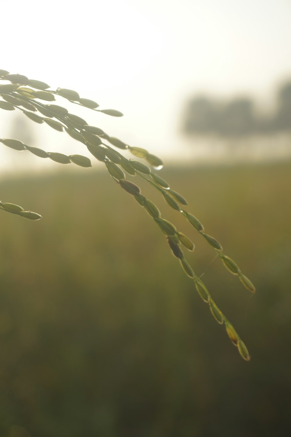 a close up of a plant in a field