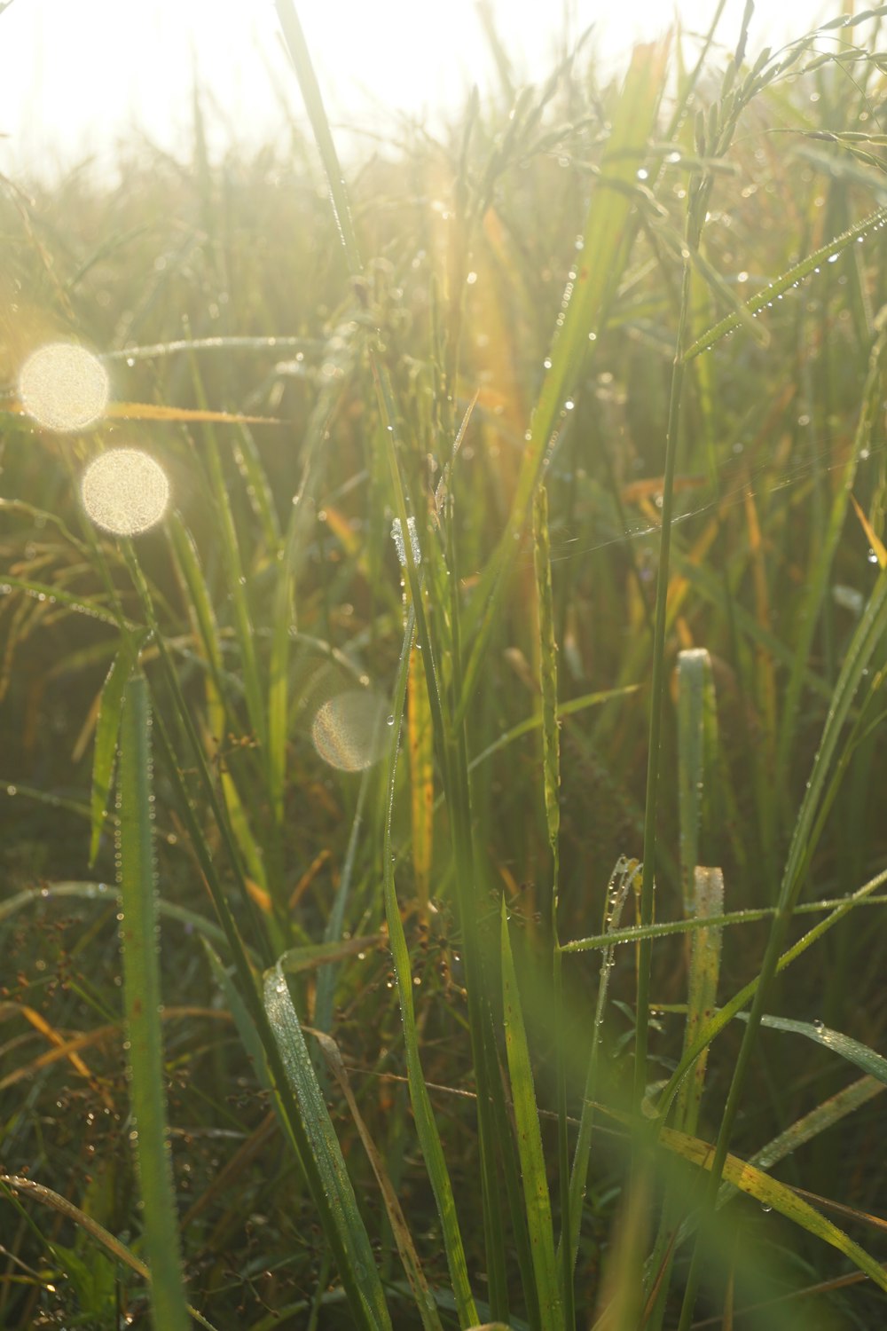 a close up of a field of grass with the sun shining through the grass