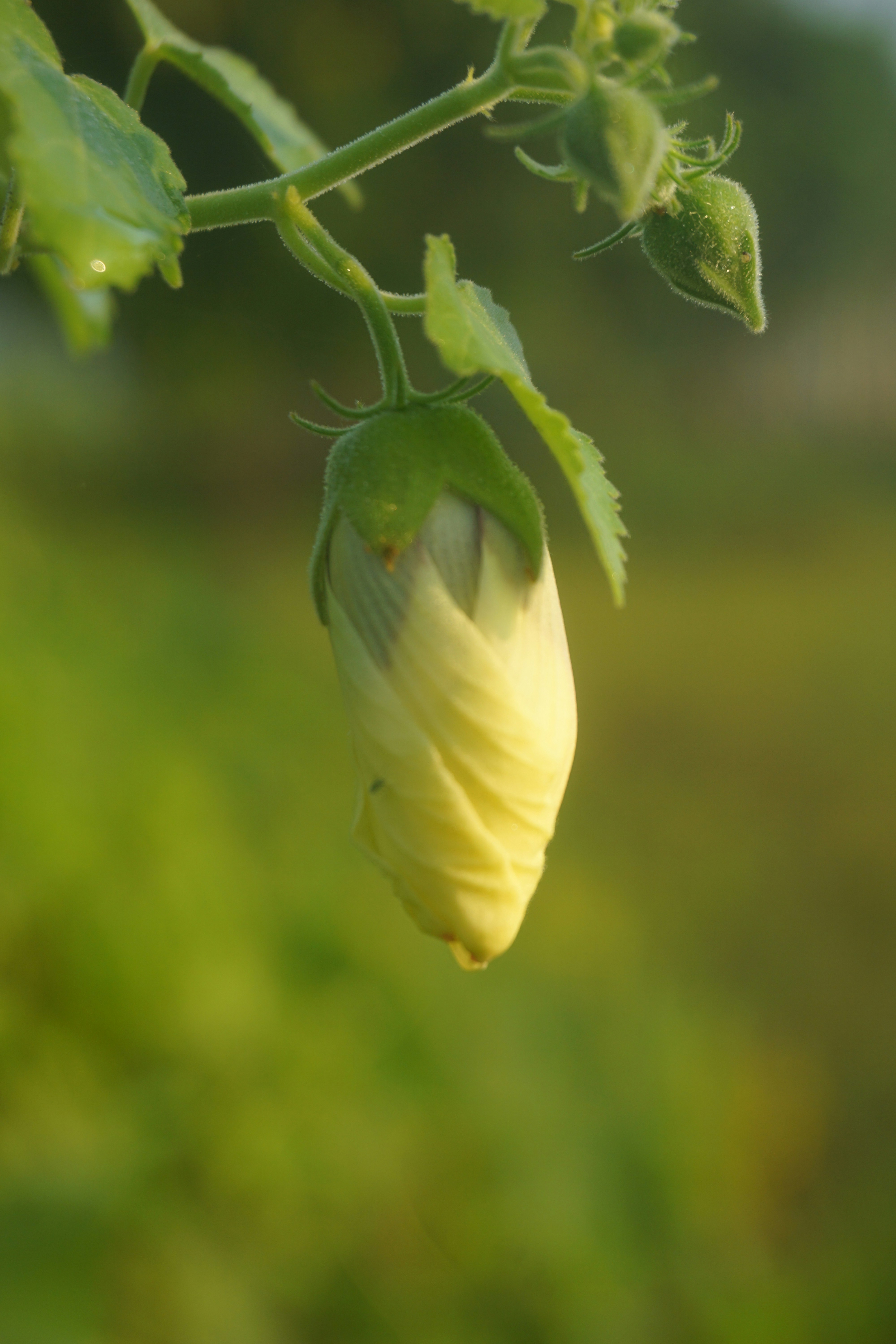 a close up of a flower on a plant