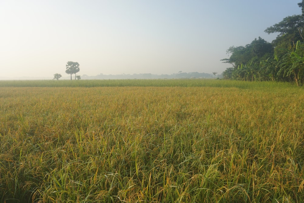 a field of tall grass with trees in the background