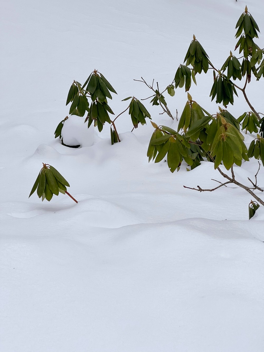 a snow covered field with a tree and a snow ball