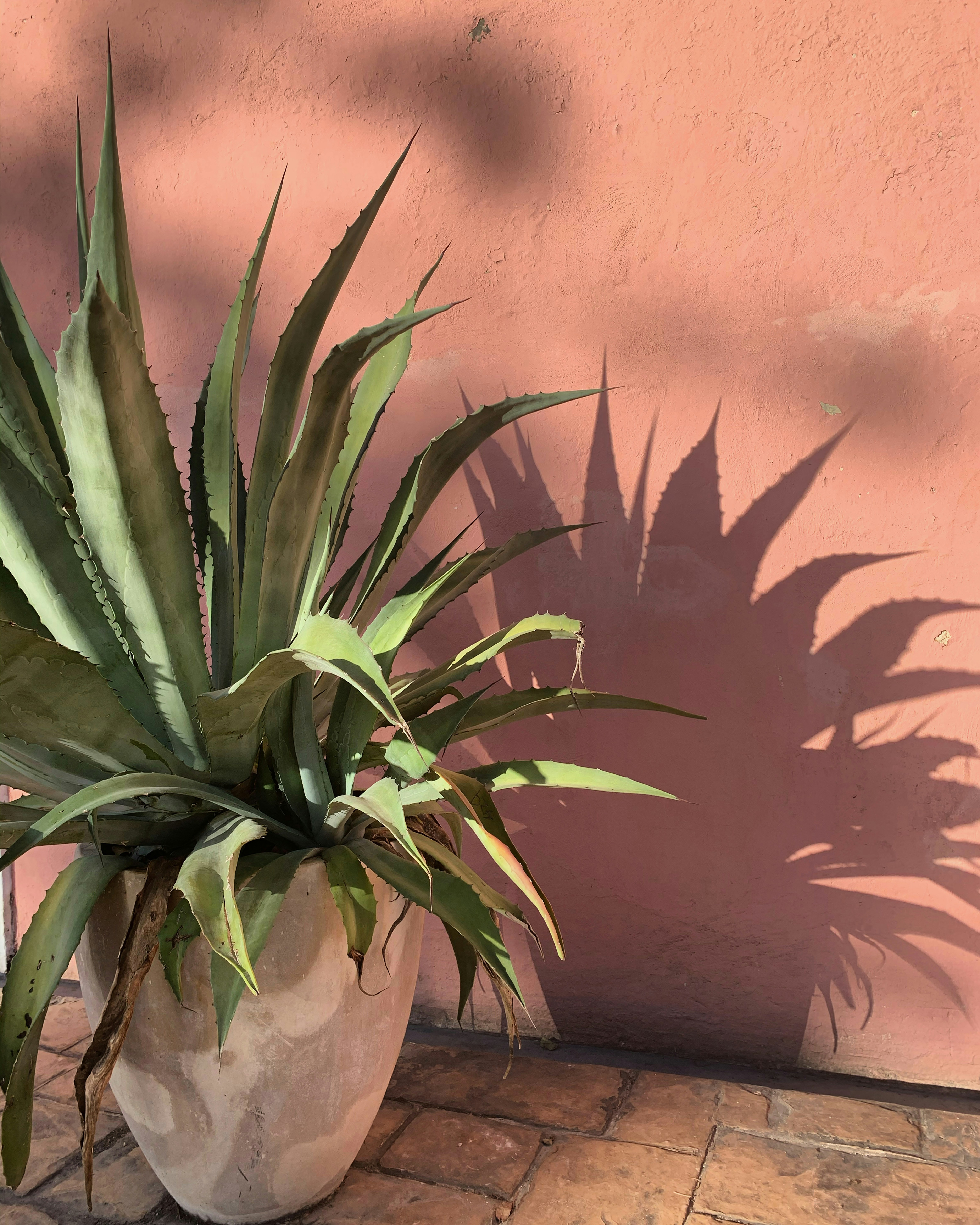 a potted plant sitting on top of a stone floor