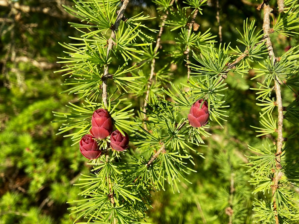 a close up of a pine tree with red flowers