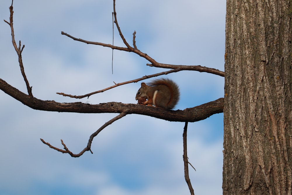 a squirrel is sitting on a branch of a tree