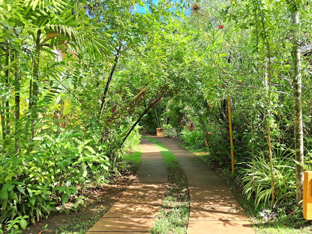 a path through a lush green forest filled with trees