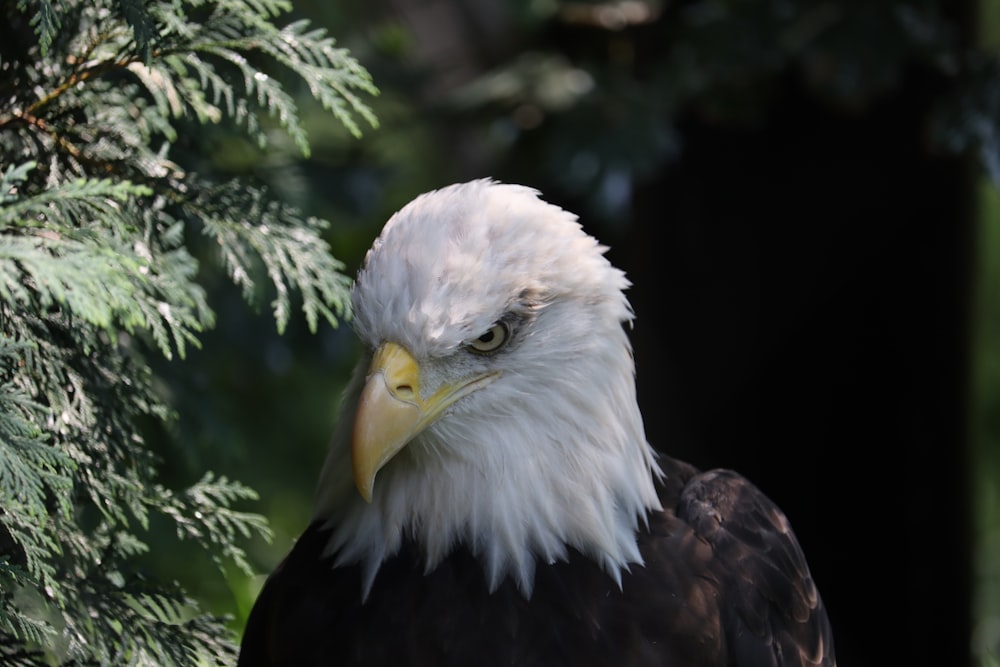 a close up of a bald eagle near a tree