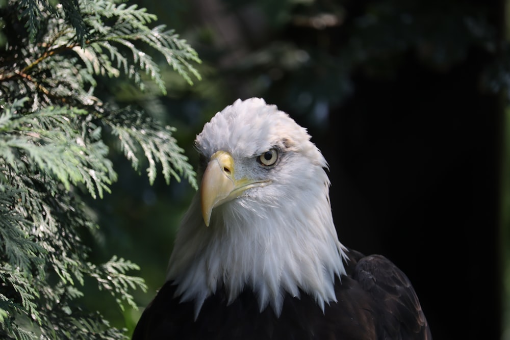 a bald eagle sitting in front of a tree