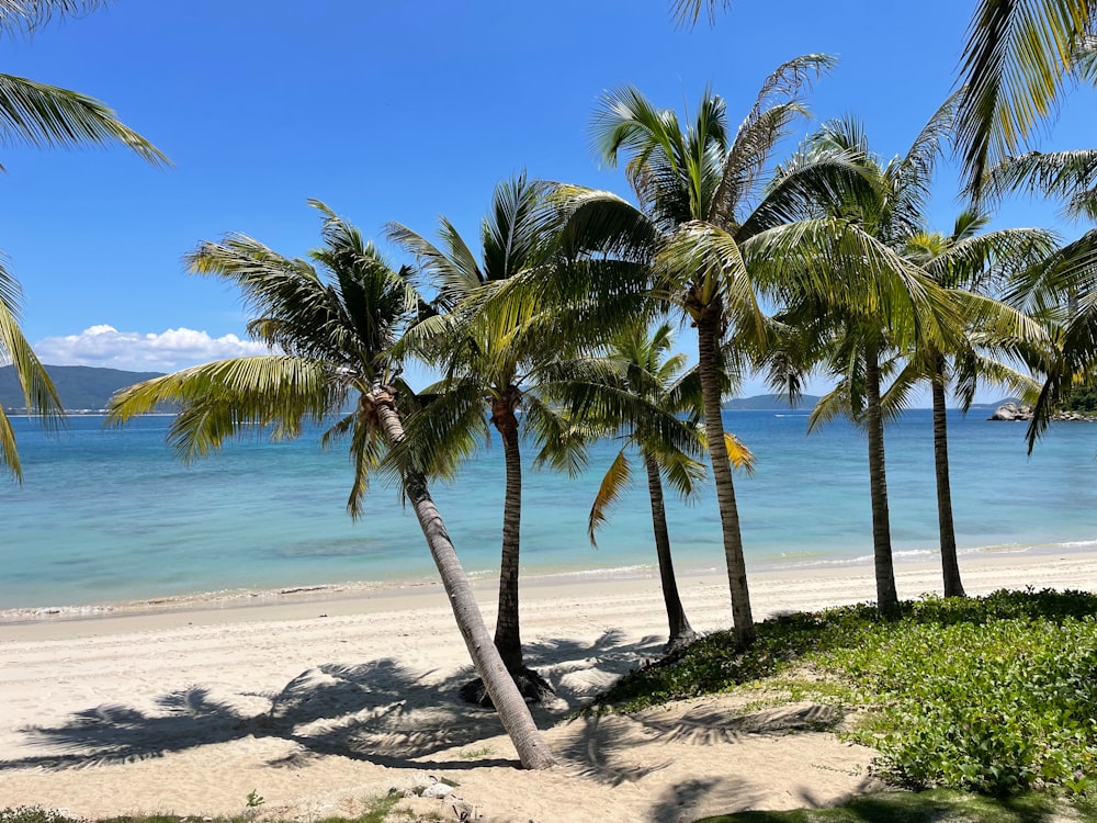 a beach with palm trees and a blue sky