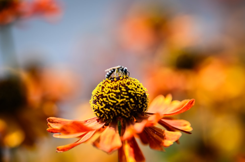 a close up of a flower with a blurry background