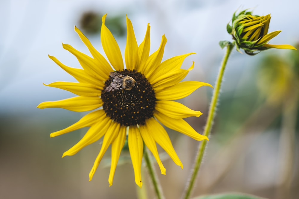 a yellow flower with a bee on it