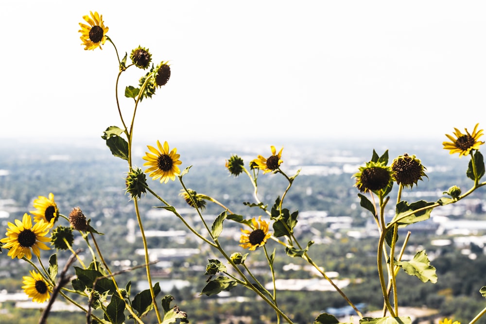 a field of sunflowers with a city in the background