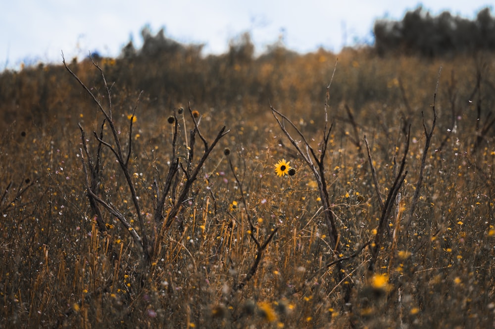 a field full of tall dry grass and yellow flowers