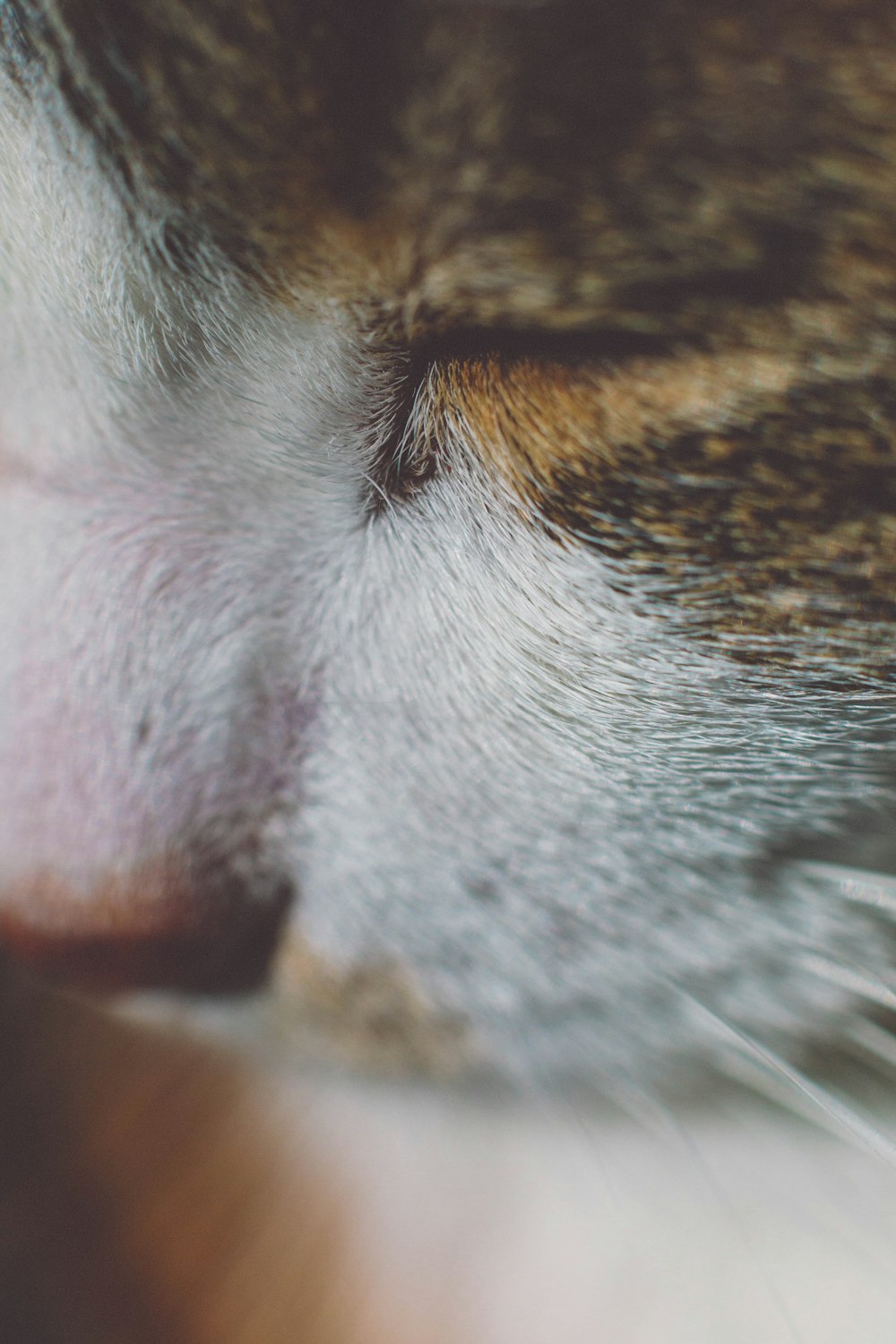 a close up of a cat's face with its eyes closed