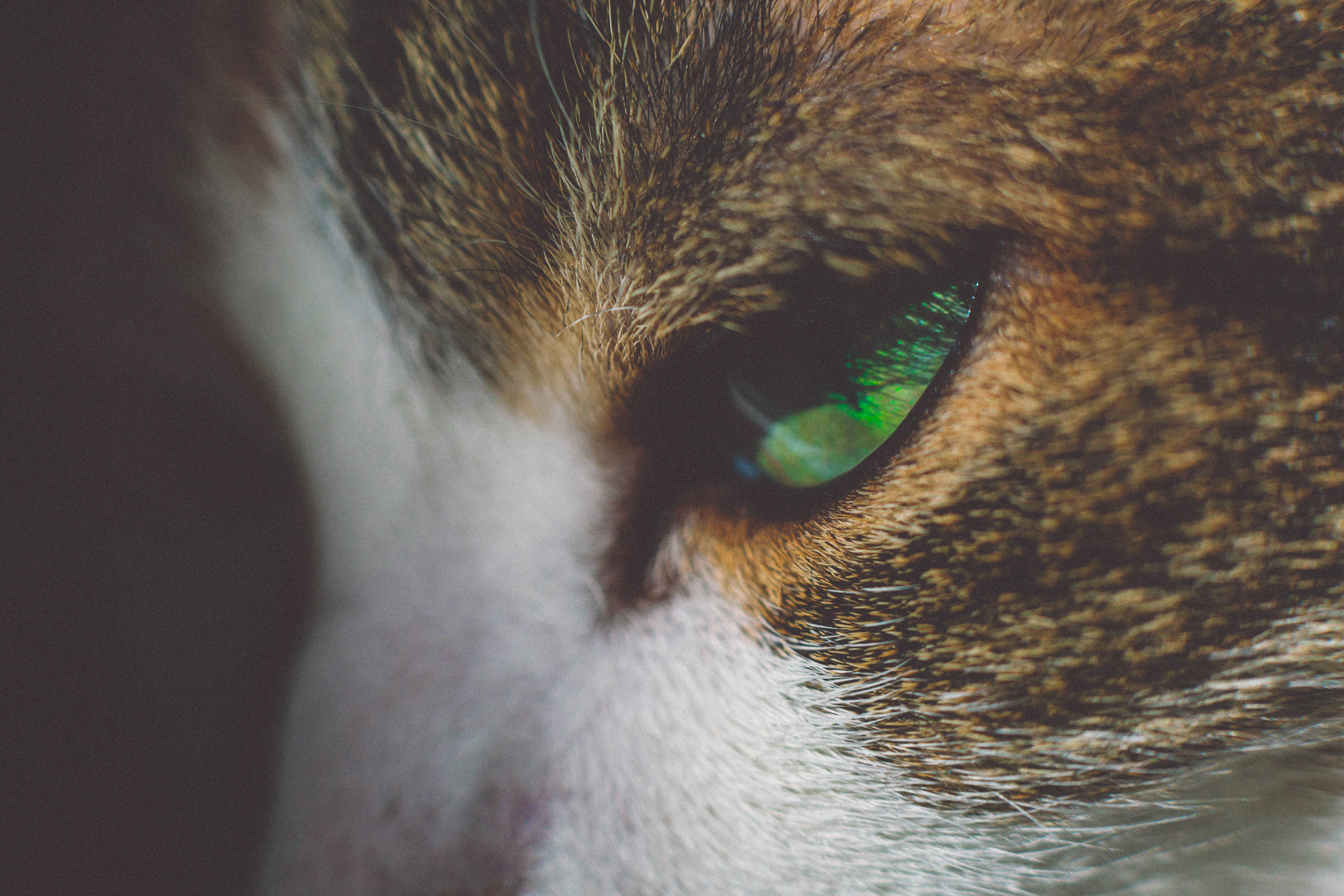 The Eyes That See Everything (image credits: unsplash)