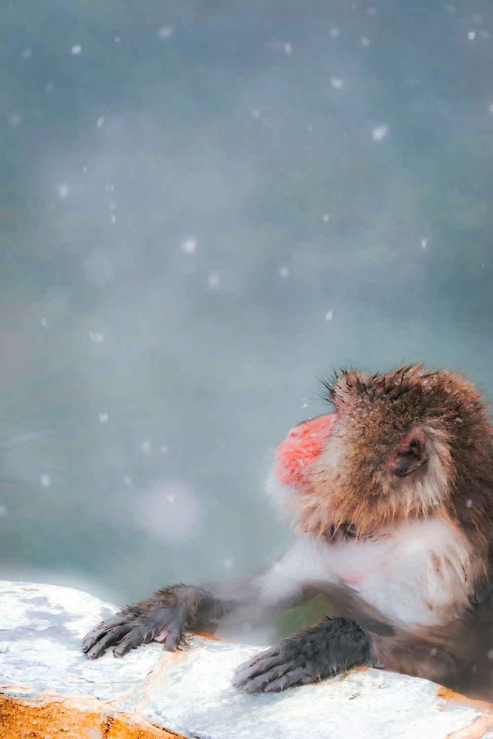 a monkey sitting on a ledge in the snow