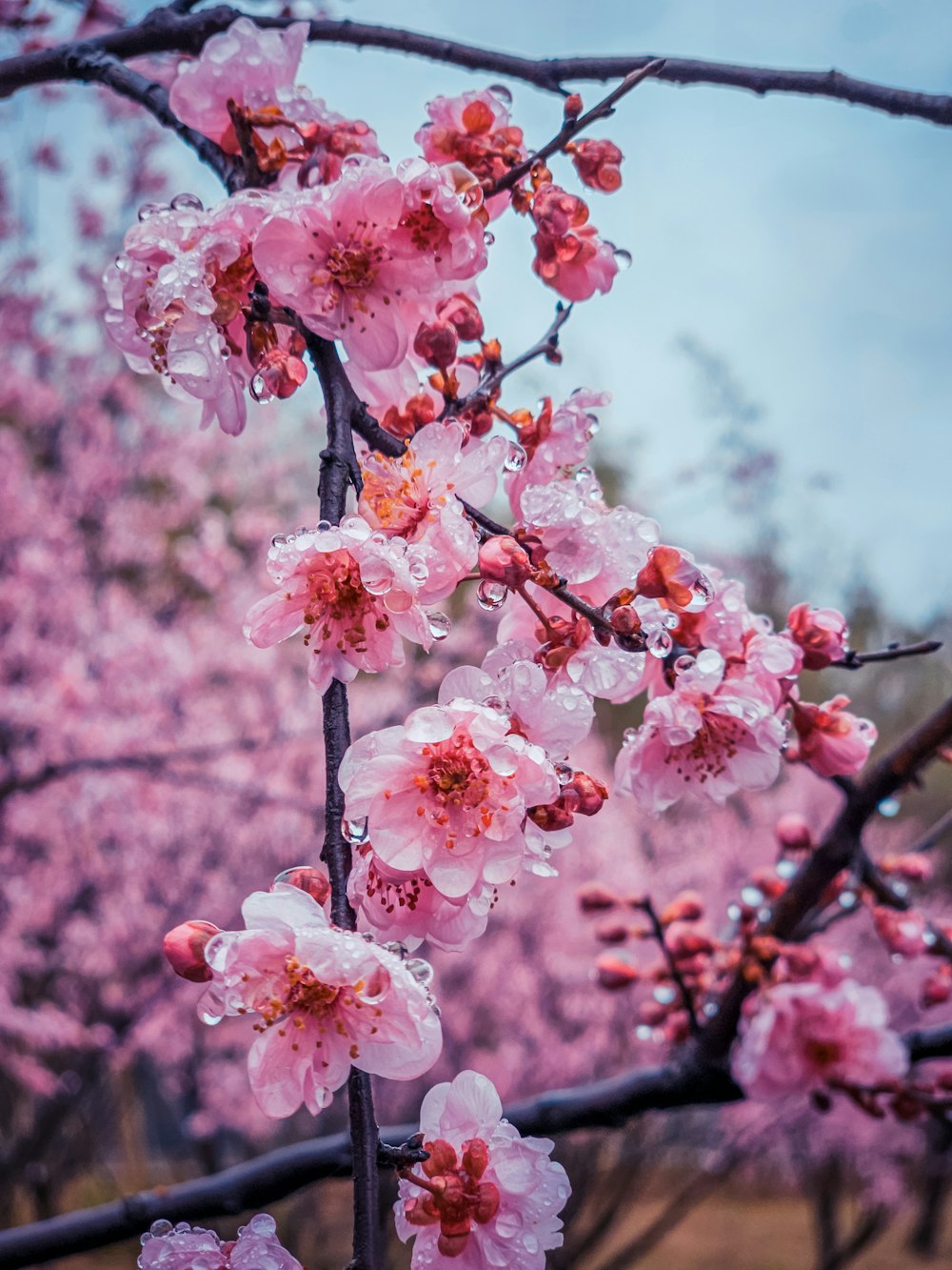 a tree with lots of pink flowers on it