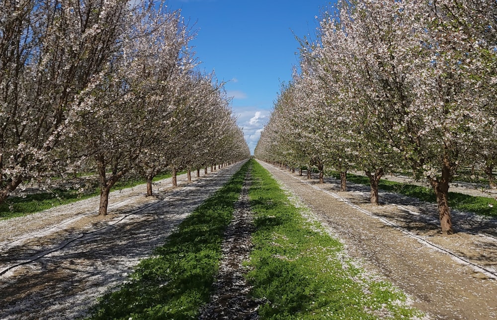 a row of trees in bloom along a dirt road