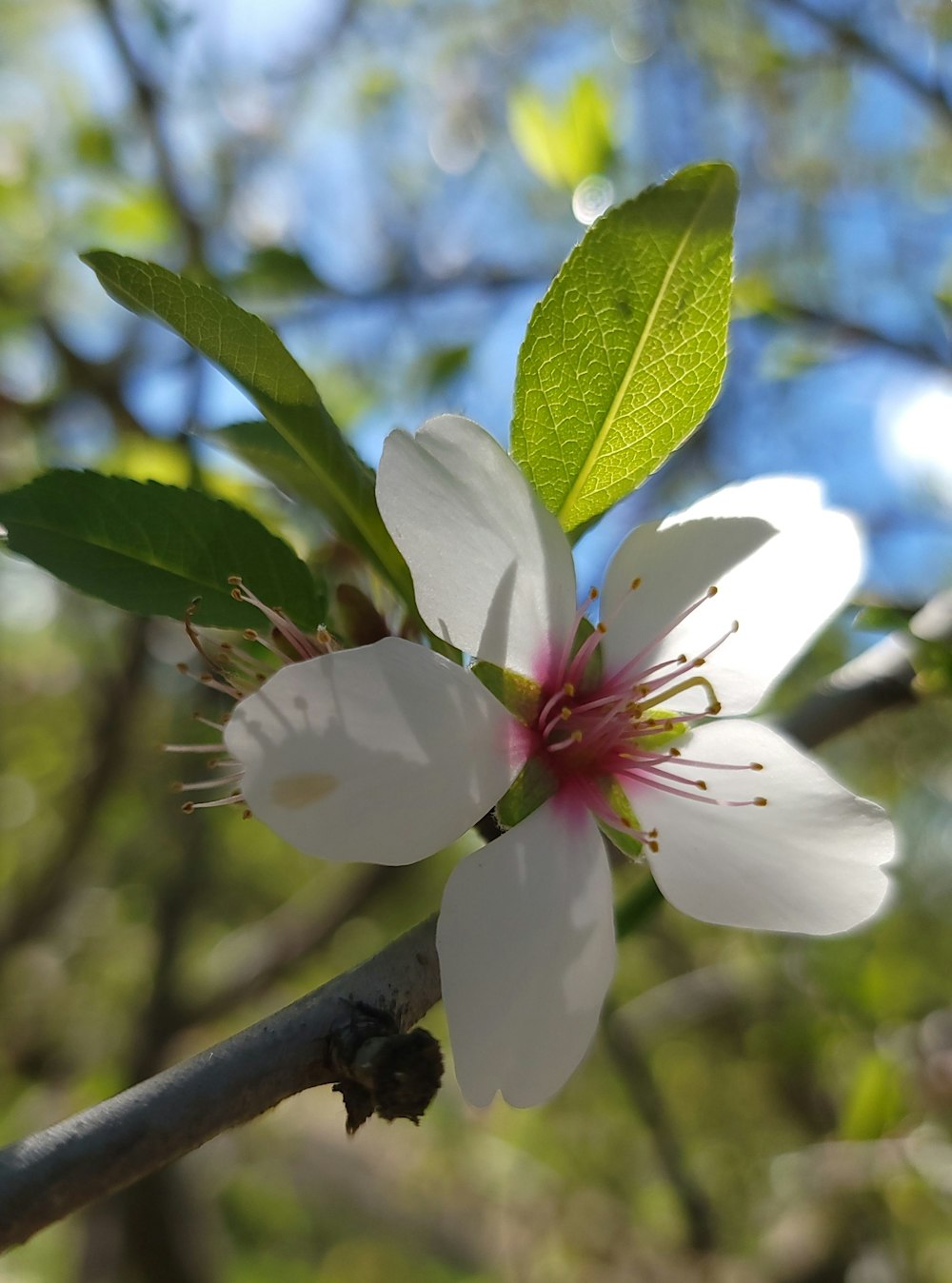 a close up of a flower on a tree branch