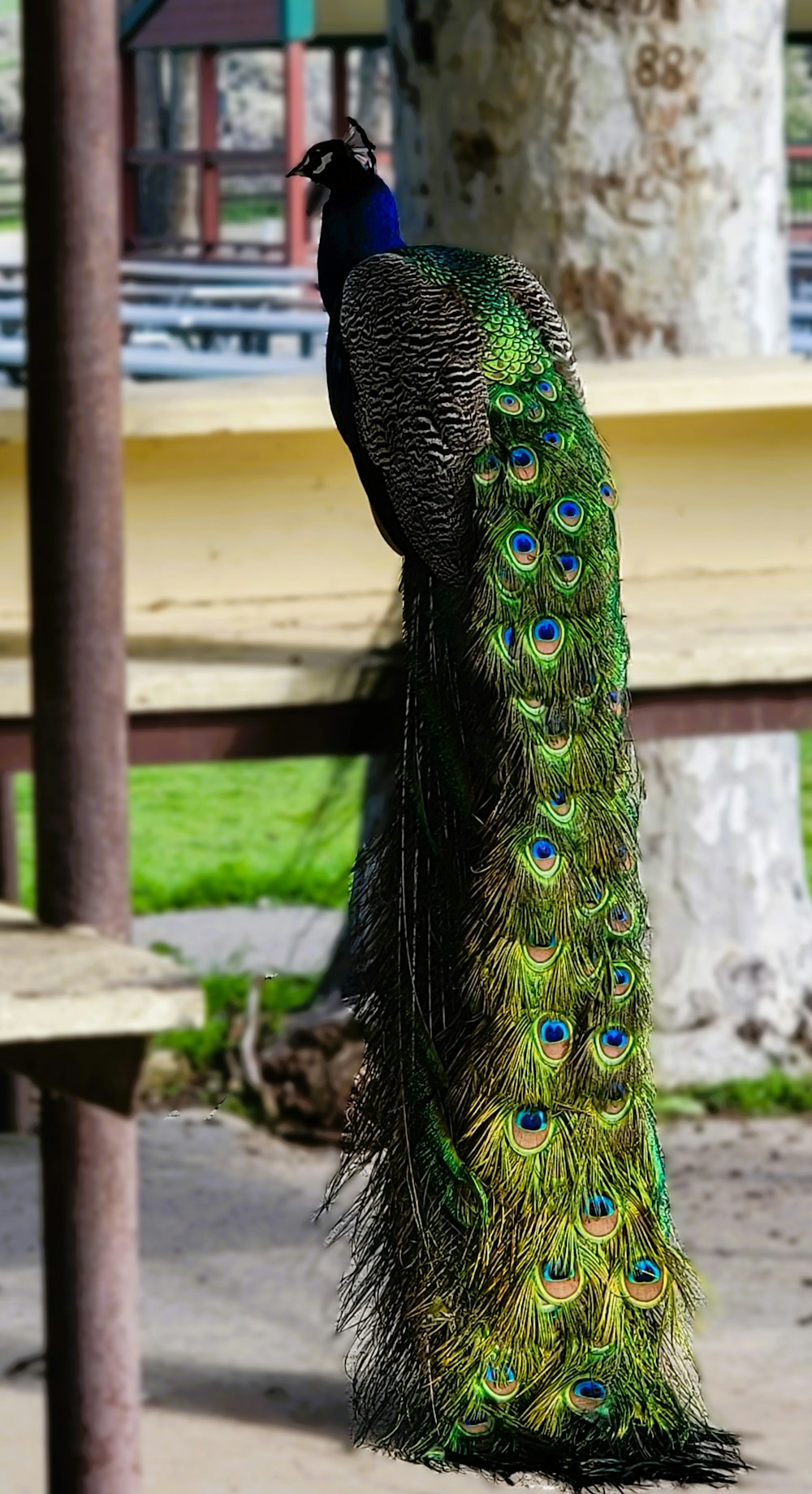 a peacock standing on top of a wooden bench