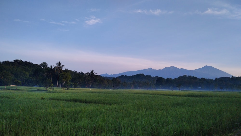 a grassy field with a mountain in the background