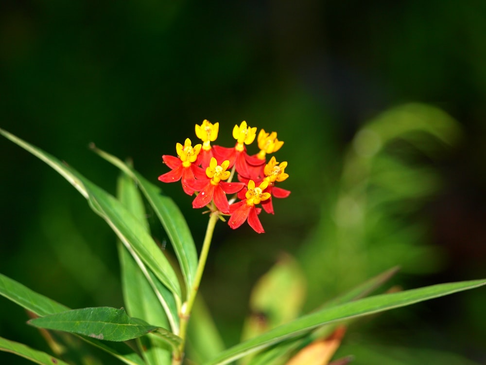 a red and yellow flower with green leaves