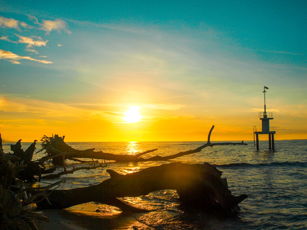 the sun is setting over the ocean with a tree branch in the foreground