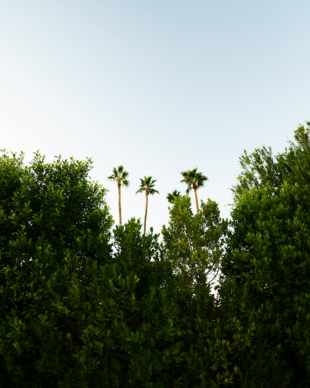 a group of trees that are next to each other