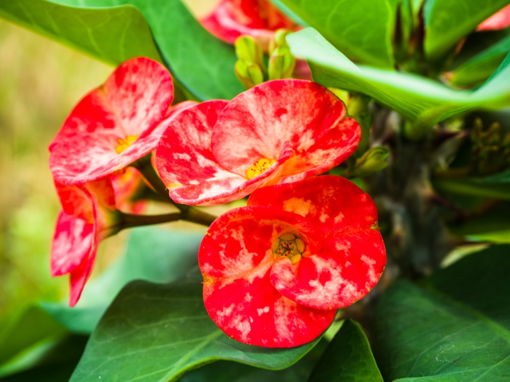 a close up of a red flower with green leaves