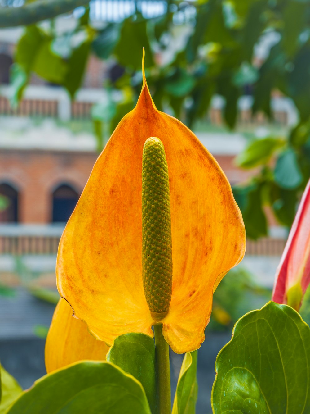 a close up of a flower with a building in the background