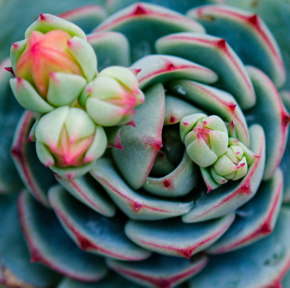 a close up of a succulent flower on a plant