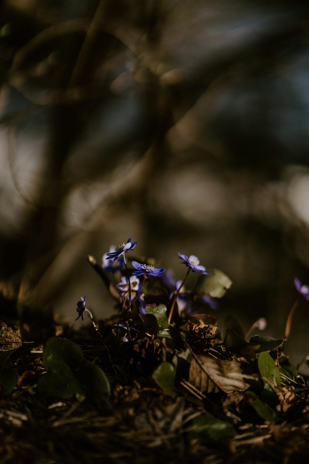 a group of blue flowers sitting on top of a forest floor