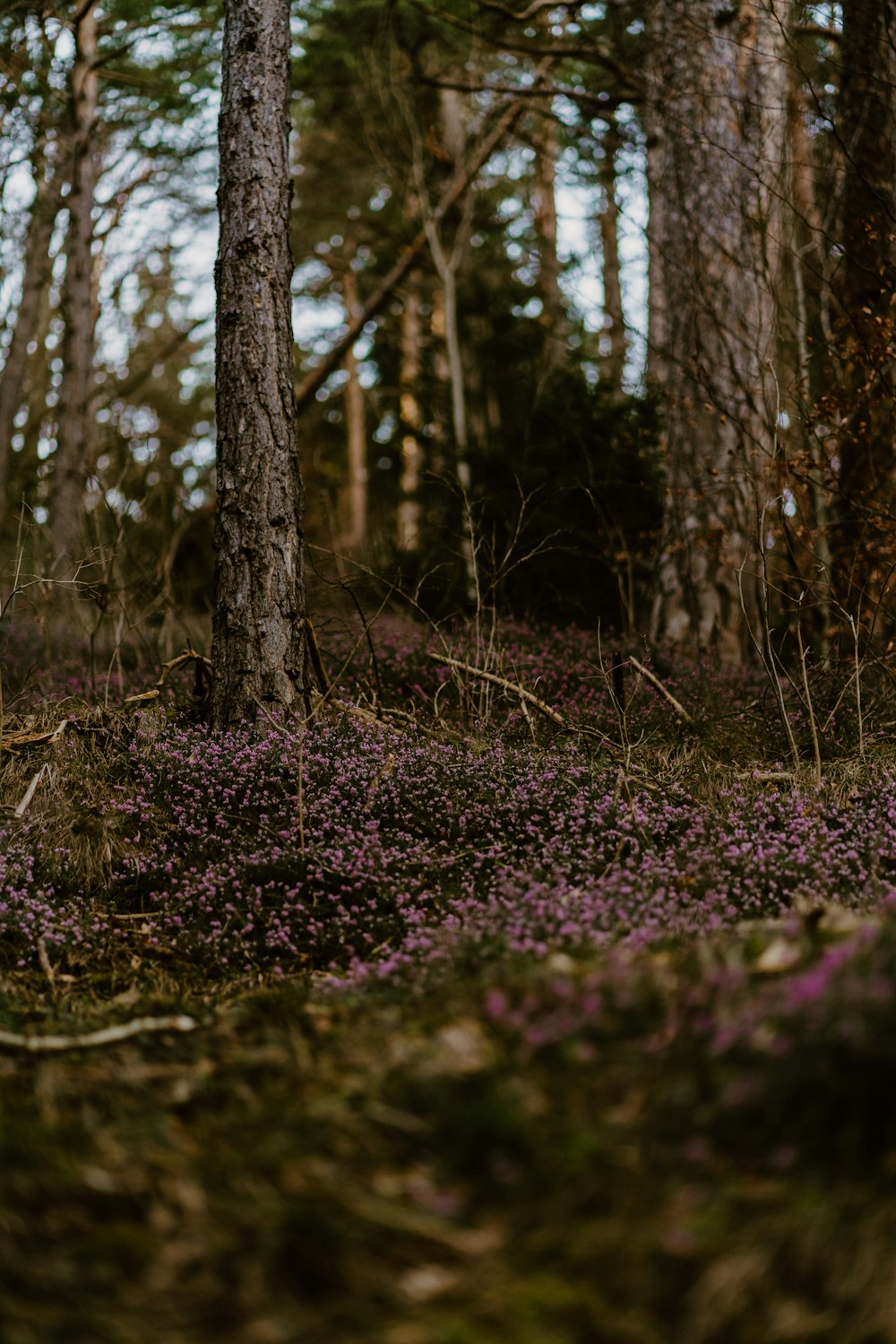 a forest filled with lots of purple flowers