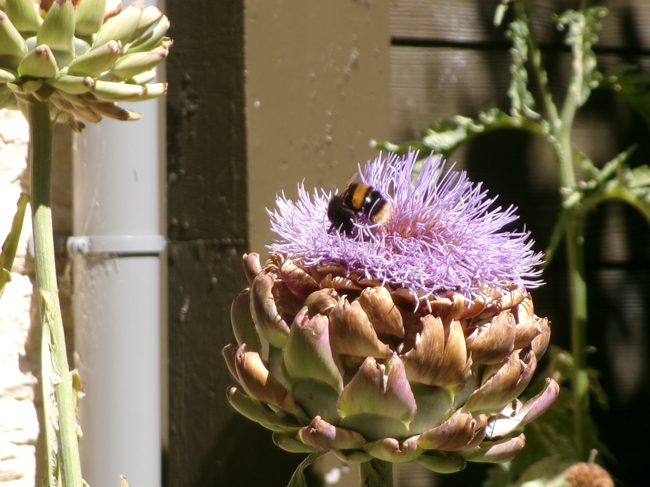 Close-up of a bee on a purple artichoke flower shot on Kodak PIXPRO FZ55