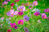 a field full of purple and pink flowers