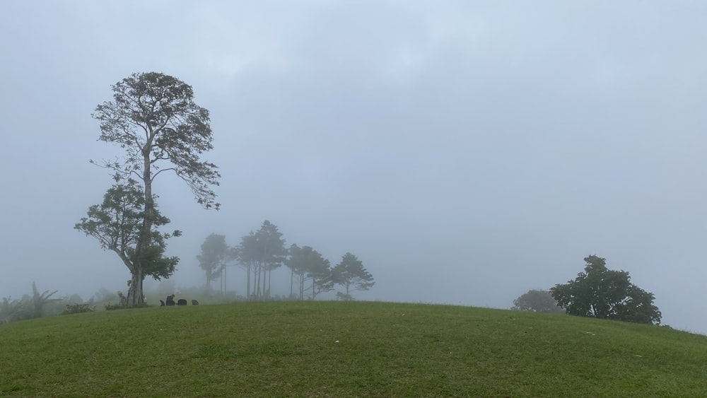 a grassy hill with trees and fog in the background