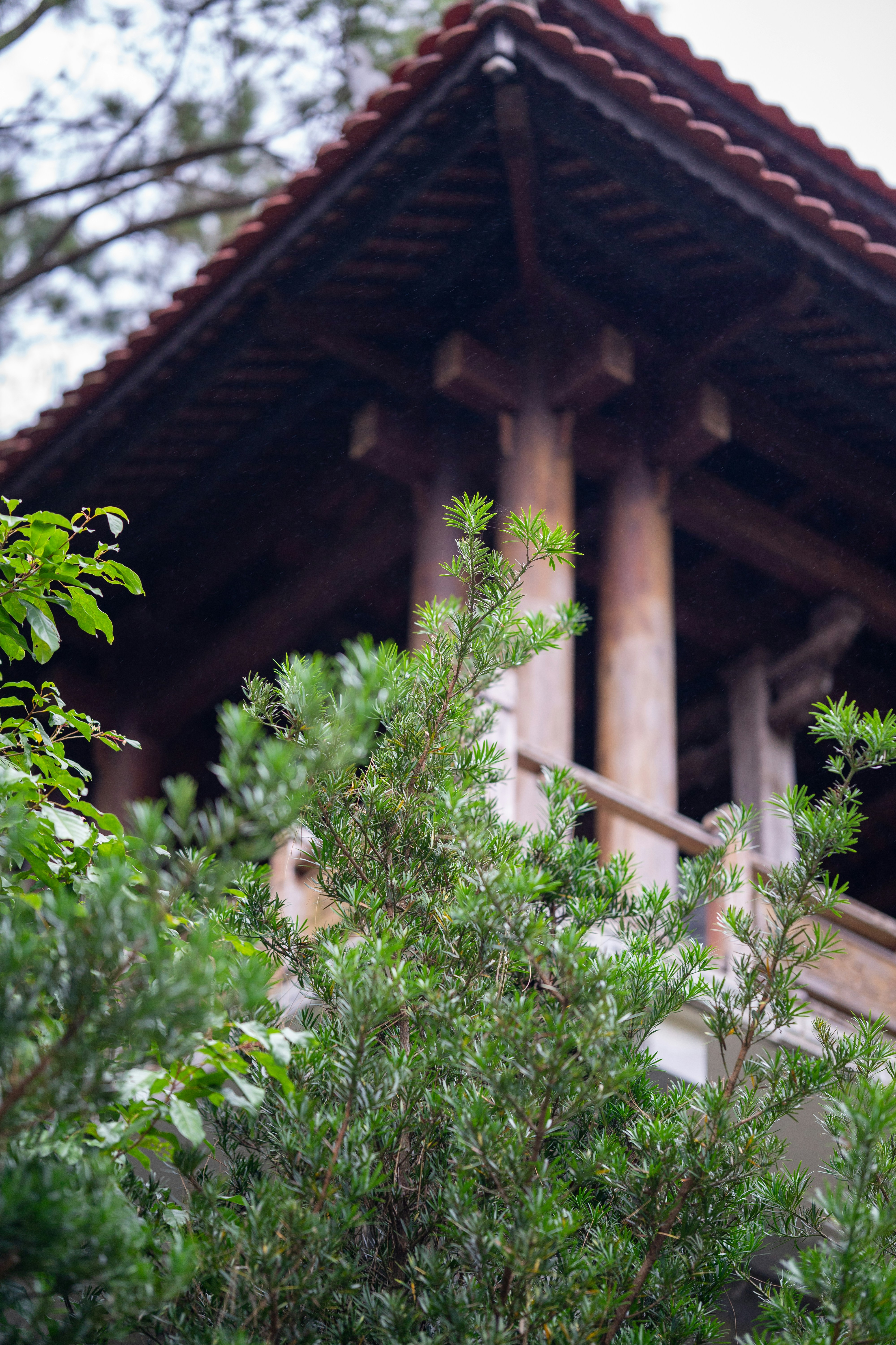 Photo by trancuongvt