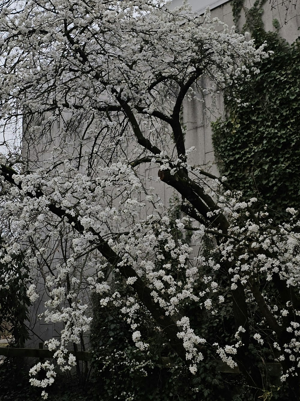 a tree with white flowers in front of a building