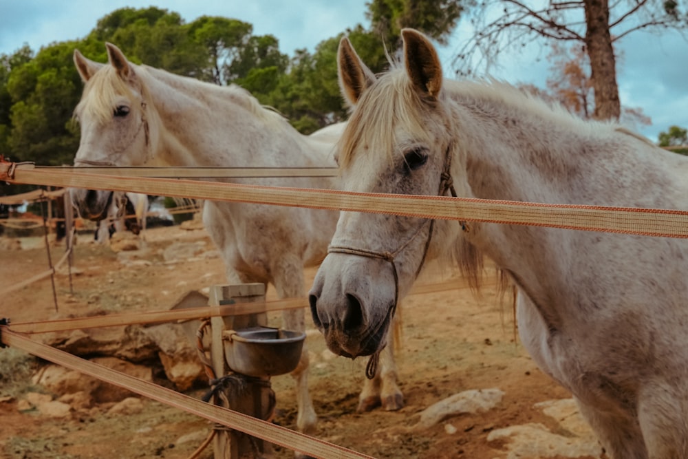 two white horses standing next to each other on a dirt field