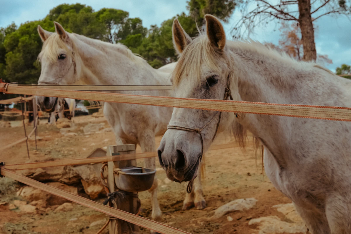 Kapadokya At Safari — Vadilerde 2 Saatlik Binicilik fotoğrafı