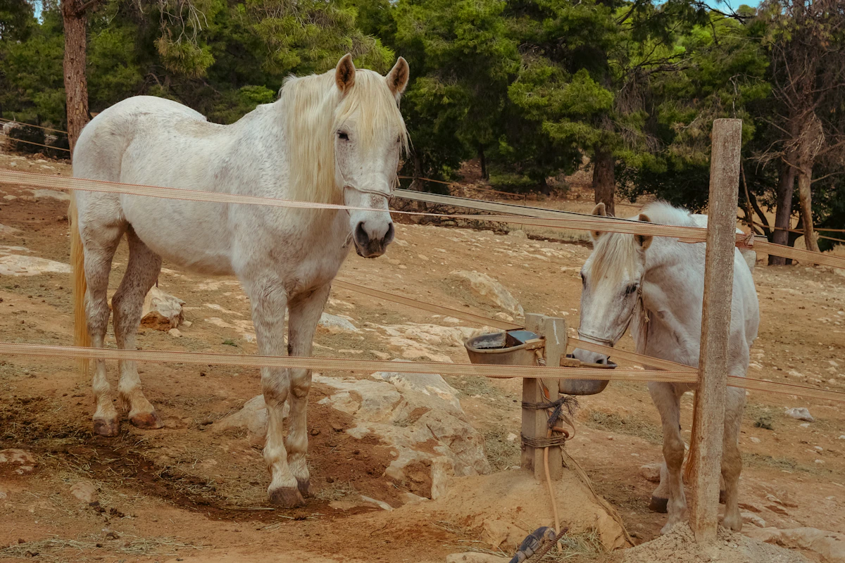 Kapadokya At Safari — Vadilerde 2 Saatlik Binicilik
