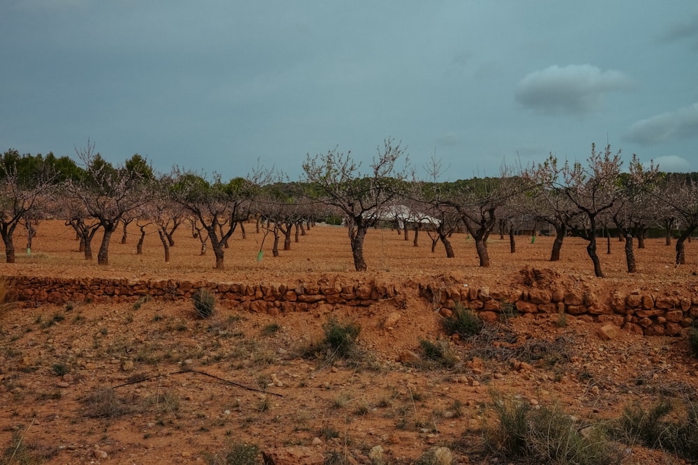 a dirt field with trees and a white house in the distance