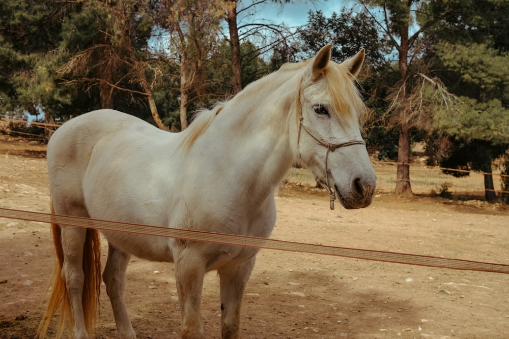 a white horse standing on top of a dirt field