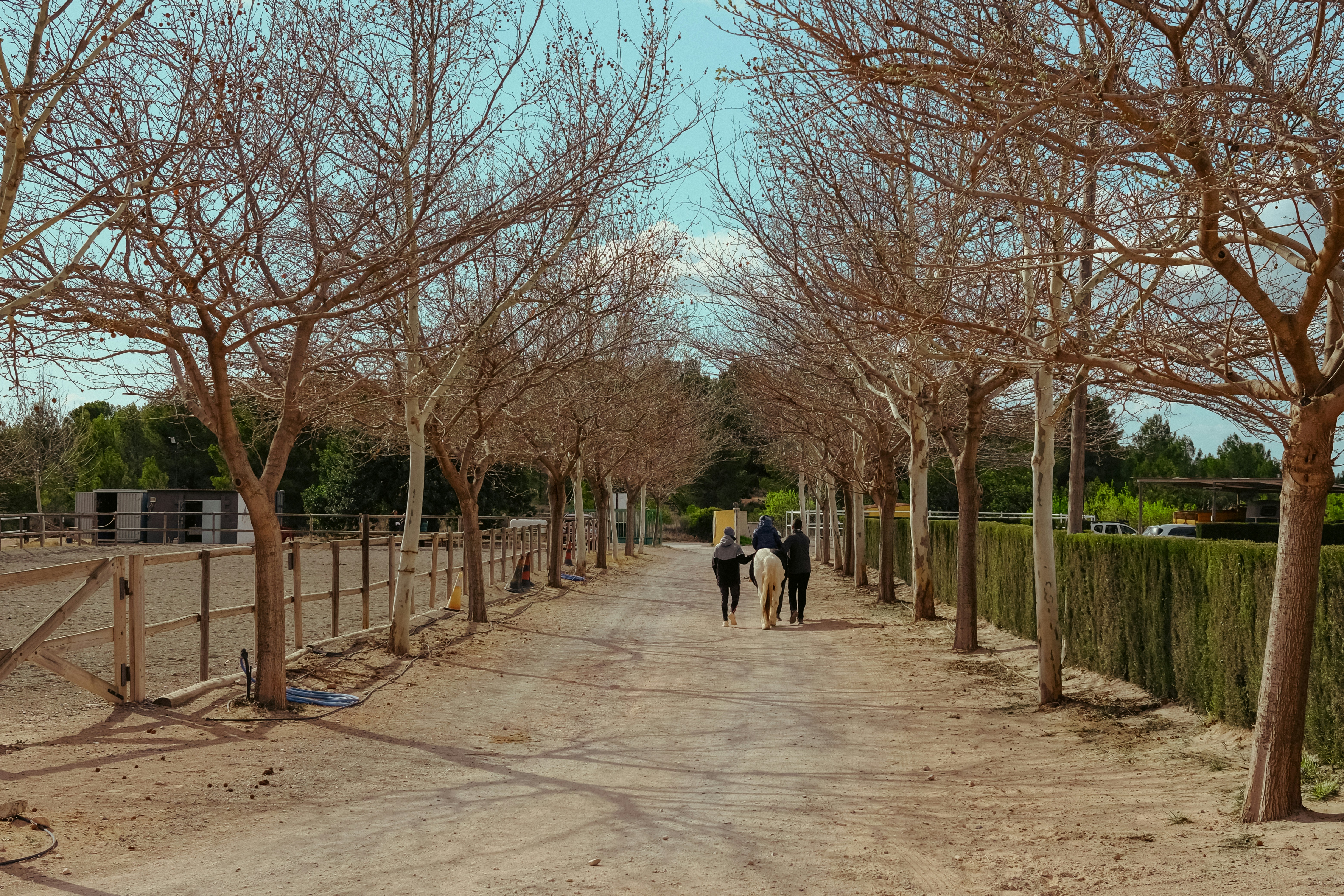 Palomino Park