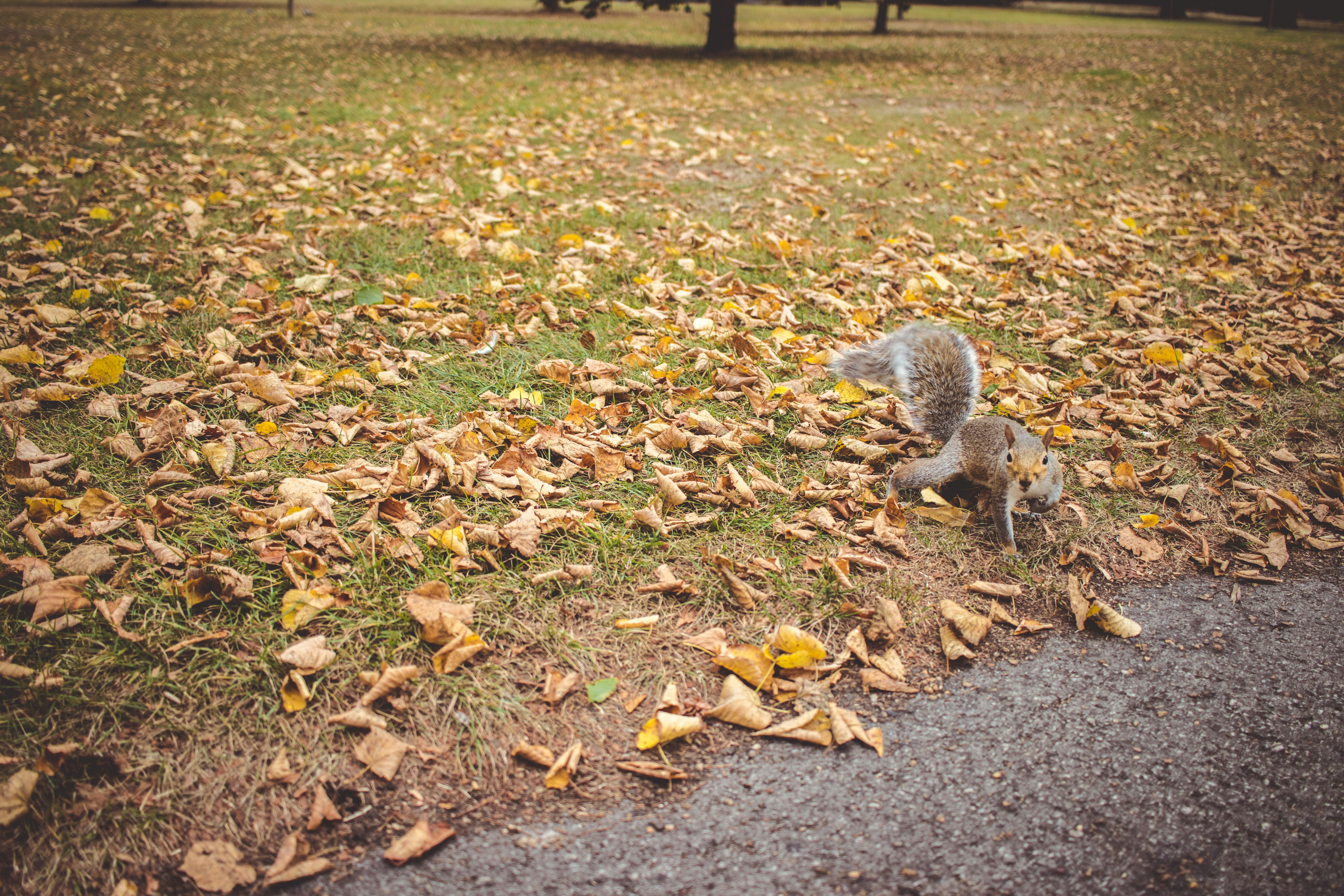 a stuffed animal in the middle of a leaf strewn park