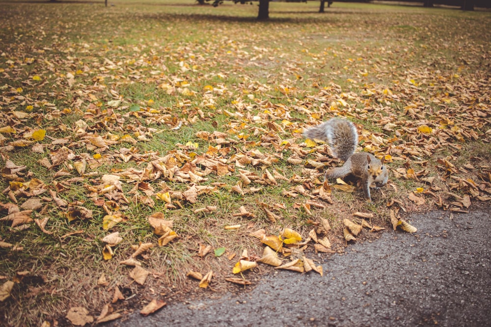 a stuffed animal in the middle of a leaf strewn park